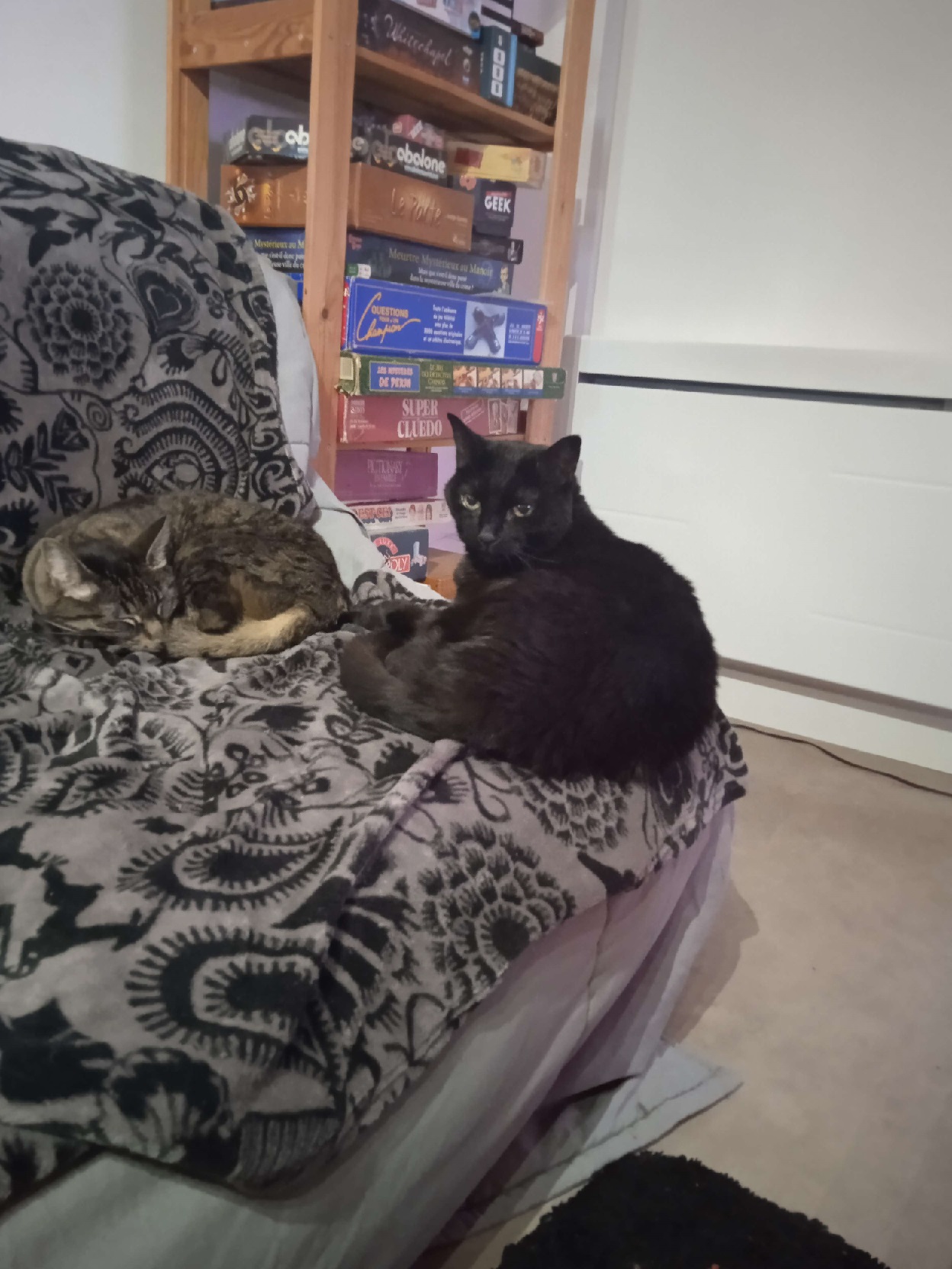 Photo de deux chats sur un canapé, un tabby et un noir